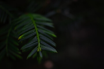 Closeup shot of green pacific yew leaves © Foto Helden By Jens Sonnabend/Wirestock