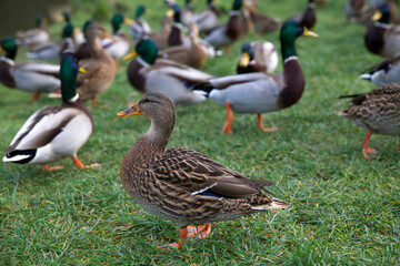 Wild female duck with other ducks