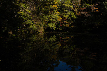 Obraz premium 湖面に映る紅葉した木々