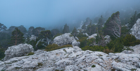 Scots Pine - Pino silvestre (Pinus sylvestris) Caro Mountain Range, The Ports Natural Park, Terres de l'Ebre, Tarragona, Catalunya, Spain