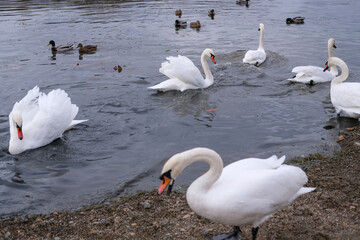 white swans in their natural habitat