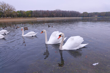 white swans in their natural habitat