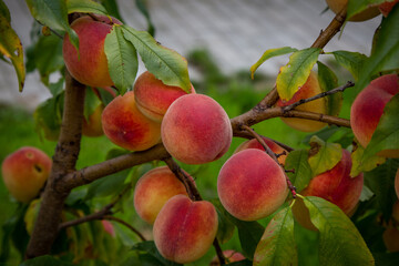 персики сочные на дереве
