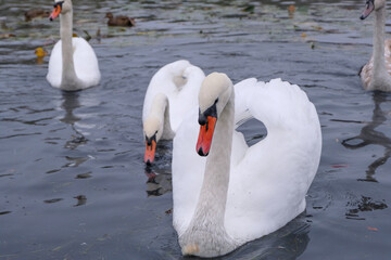 Obraz premium white swans in their natural habitat