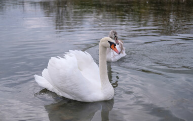 white swans in their natural habitat