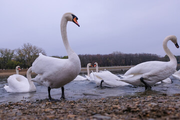 white swans in their natural habitat