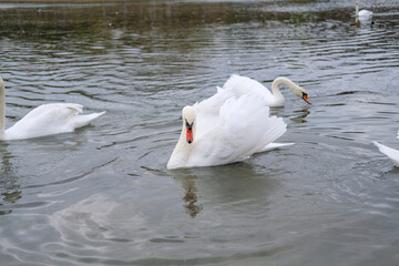 white swans in their natural habitat