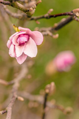 magnolia
