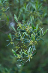 Olive tree - Olivo (Olea europaea) The Ports Natural Park, Terres de l'Ebre, Tarragona, Catalunya, Spain