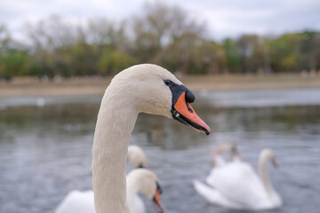 Fototapeta na wymiar white swans in their natural habitat