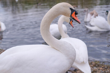 Obraz premium white swans in their natural habitat