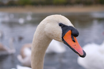 Obraz premium white swans in their natural habitat