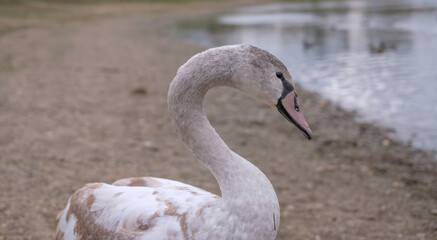 white swans in their natural habitat