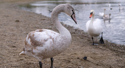 white swans in their natural habitat