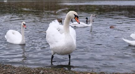 white swans in their natural habitat