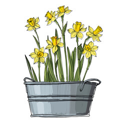 Narcissus. Spring flowers in a pot. Sketch of houseplant line on a white background.