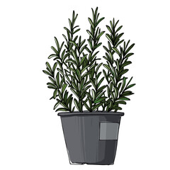 Rosemary. Spicy Italian herbs in a pot. Sketch of houseplant line on a white background.