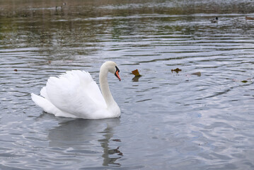 white swans in their natural habitat