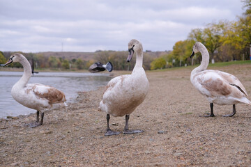 white swans in their natural habitat