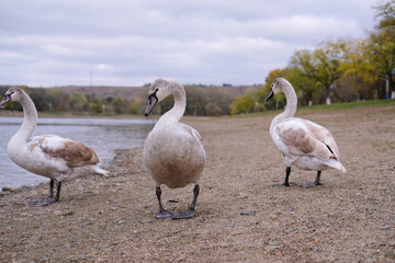white swans in their natural habitat