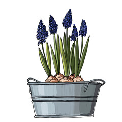 Muscari. Flowers in a pot. Sketch of houseplant line on a white background.
