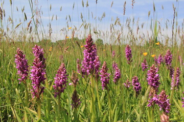 a group beautiful purple blooming wild orchids in a grassy meadow in zeeland, the netherlands in springtime