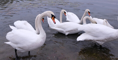 white swans in their natural habitat