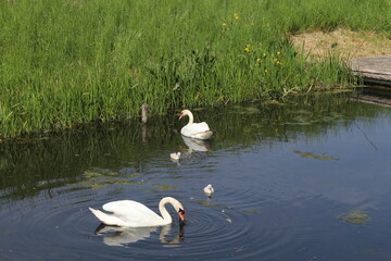 white swans are foraging with their cygnets in a ditch with reed in the dutch counryside in springtime