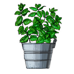 Mint. Spicy Italian herbs in a pot. Color sketch of houseplant line on a white background.