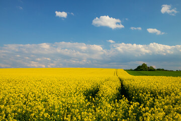 Obraz premium fields of gold