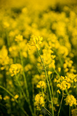 Obraz premium fields of gold