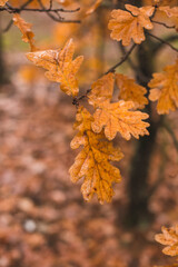 beauty autumn leaves in the forest