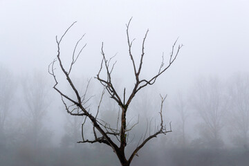 Foggy landscape with a leafless tree in the foreground. Trees in the background are slightly visible through dense fog. Dreary autumnal mood.