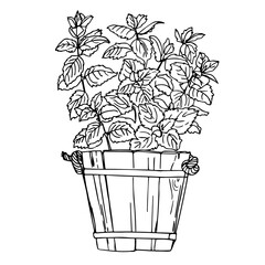 Mint. Spicy Italian herbs in a pot. Color sketch of houseplant line on a white background.