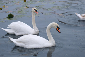 white swans in their natural habitat