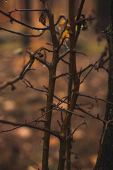 autumn leaves and tiny branches in the morning after the rain