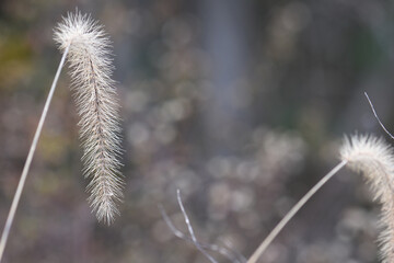 Obraz premium grass in the morning