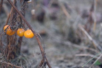  yellow tomato