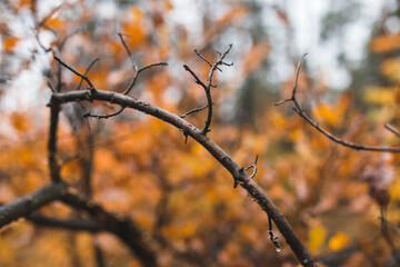 autumn leaves and tiny branches in the morning after the rain