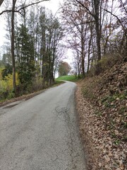 Fototapeta premium road in the woods