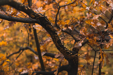 autumn leaves and lichen  in the forest