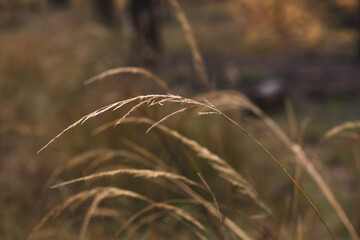 tall grass with dew drops on the background of the autumn forest