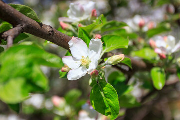 A branch of Apple tree with blossom, blurred background