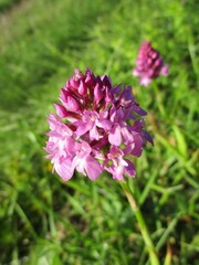 Fleurs rose vif d'orchis pyramidal (Anacamptis pyramidalis)