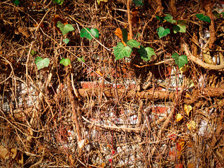 Brick wall, ivy, grape or linana growing on the wall Creeping plant clinging to the wall old red brick wall climbing plant on the brick wall background texture