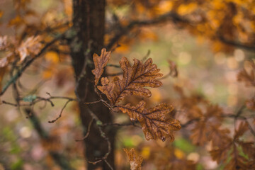 autumn leaves in the woods