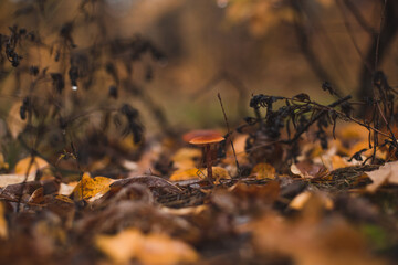 mushrooms beside the wood in the autumn forest after rain