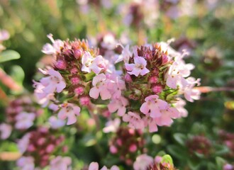 Fleurs roses de thym serpolet (Thymus serpyllum)