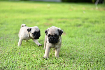 Obraz premium Cute puppy brown Pug playing in garden
