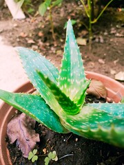 water drops on a leaf